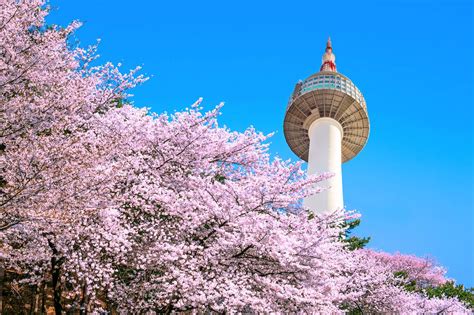 首爾櫻花：欣賞韓國春天的浪漫與美麗