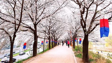 首爾櫻花：浪漫春日盛典