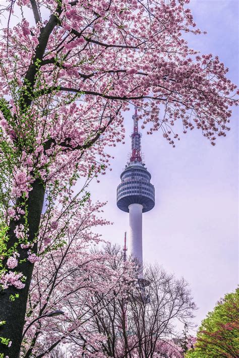 首爾櫻花：漫步粉紅花海的迷人體驗