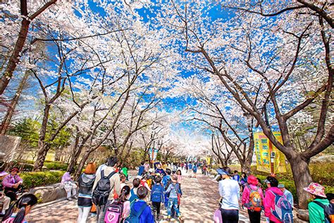 首爾櫻花：綻放於都市叢林中的春日絕景