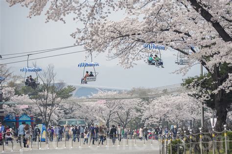 首爾櫻花：花都浪漫，春意盎然