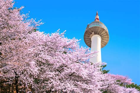 首爾櫻花：賞櫻勝地，人間仙境