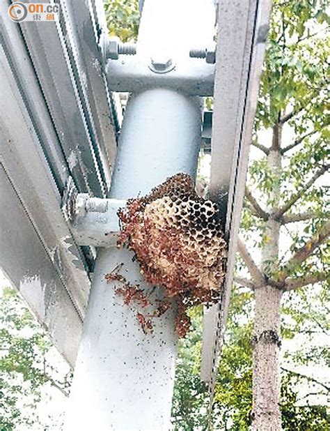 香港毛毛蟲驚現！四處覓食、築巢，威脅市民健康