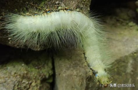 香港毛毛蟲：有害生物還是潛在的生物資產？