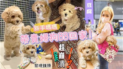 香港狗場：盡享犬類愛好者的樂園