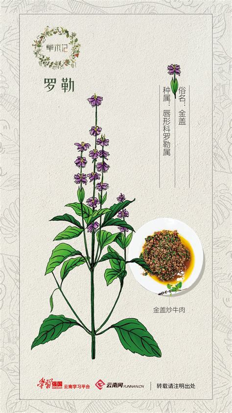 香薄荷：料理界多用途的香草之王