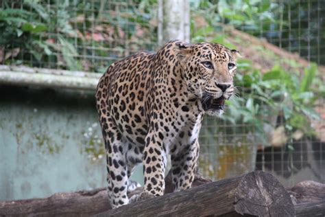 馬來西亞動物園