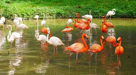 馬來西亞國家動物園