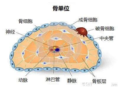 骨細胞：