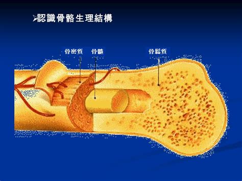 骨領地中文：認識骨骼的秘密基地