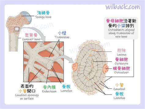 骨領地：深入探討骨骼與骨領地的新發現