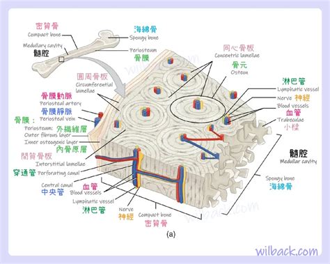 骨領結構與功能