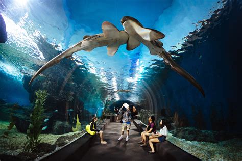 體驗海洋生物的奇觀：海洋世界暹羅海洋公園（Siam Ocean World）