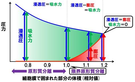 高い吸水力と凝固力：