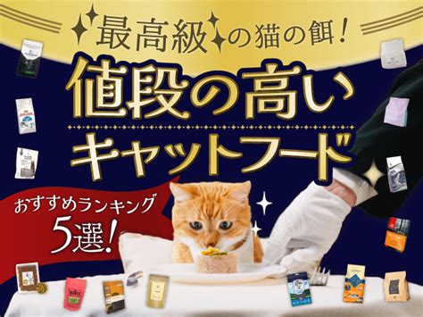 高級キャットフードの選び方: 猫の健康を最優先する究極ガイド