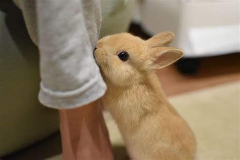 高齢のうさぎにみられるふらつきの原因と対処法