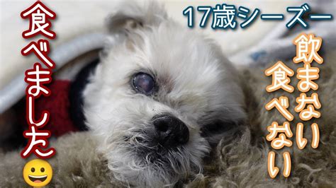 高齢犬が食べない原因と対策