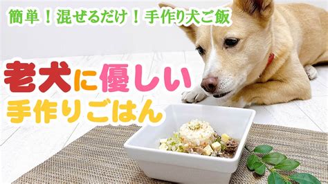 高齢犬の食欲不振に役立つヒントとテクニック