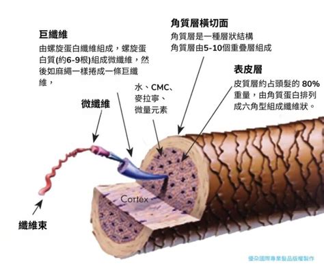 鬃毛的奇妙世界：深入了解毛髮結構和護理之道