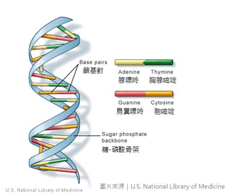 鬃毛的結構與特性