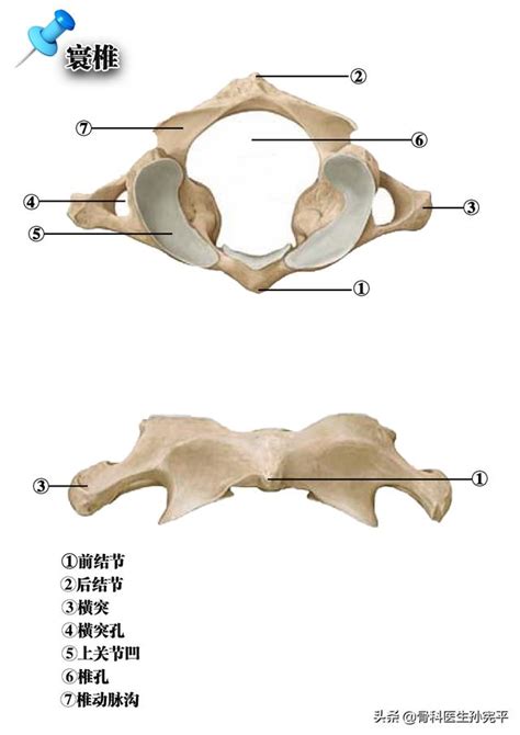 鬃毛的解剖結構