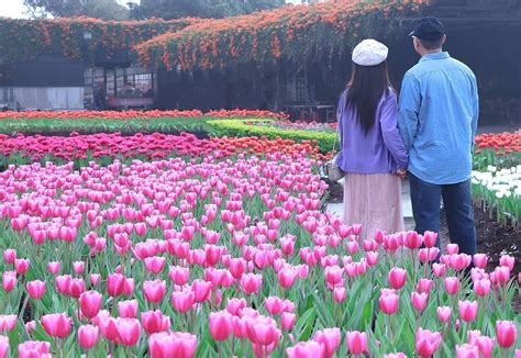 鬱金香台中：中部最大鬱金香花園，花團錦簇美不勝收