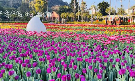 鬱金香花園：春天的盛宴