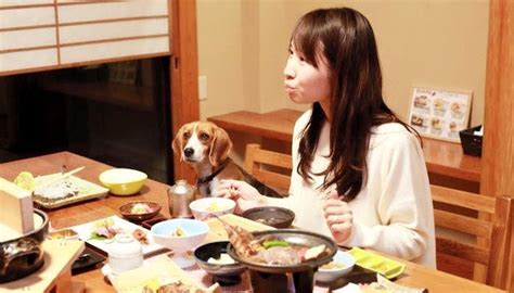 鬼怒川ペットホテル：愛犬・愛猫と過ごす癒しのひととき