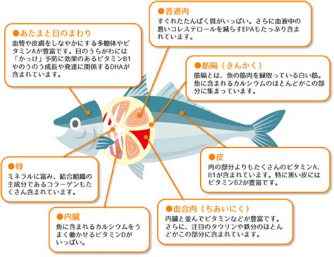 魚の栄養価と健康へのメリット