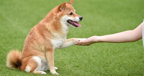 鮭犬：飼い方、健康管理、しつけのすべて