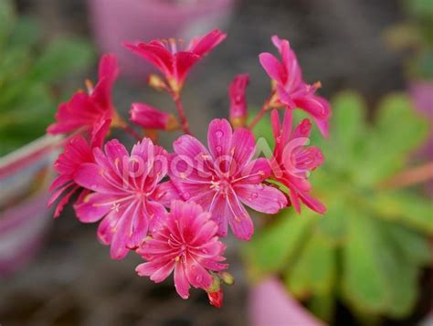 鮮やかな花色：