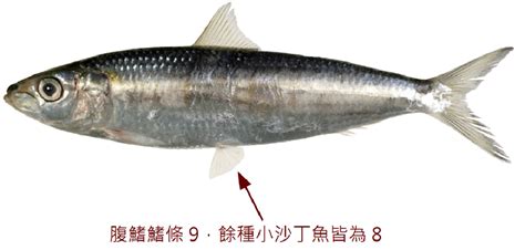 鯖魚：探索營養豐富的超級魚種