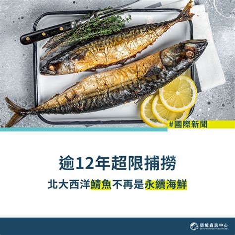 鯖魚：海洋中營養豐富的寶藏