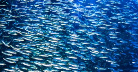 鯷魚的生物學