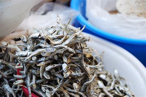 鯷魚：來自海洋的鹹鮮美味