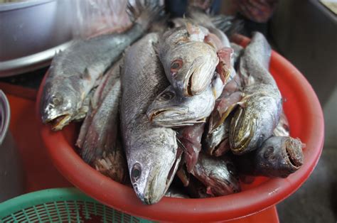 鰮魚在餐飲界的非凡地位