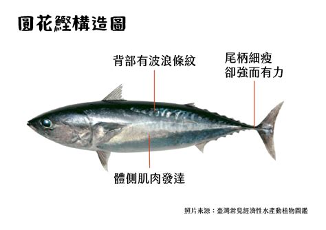 鰹魚鮮味，你懂嗎？