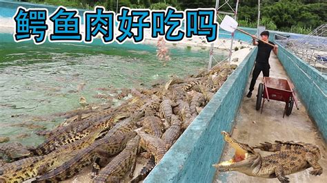 鱷魚養殖場的運作