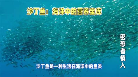 鲭鱼：海洋中的营养宝库