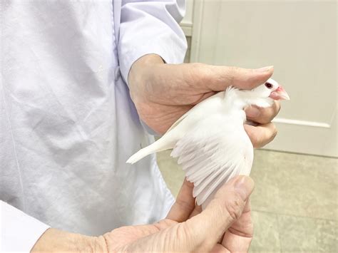 鳥と小動物の病院、ファルコネスト