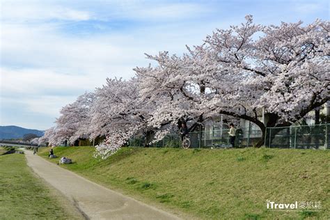 鴨川櫻花