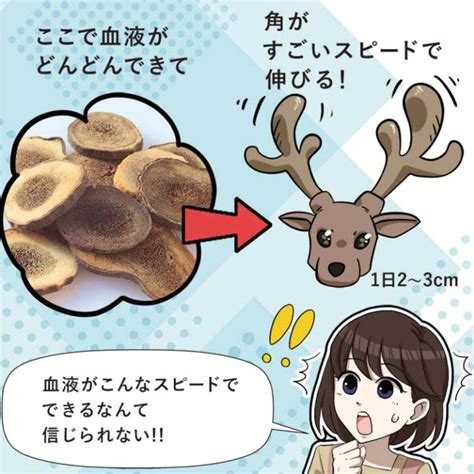 鹿の角 漢方薬の値段徹底比較！賢く購入するための完全ガイド