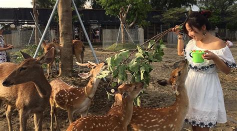 鹿境梅花鹿生態園：花蓮人氣景點，與梅花鹿近距離互動