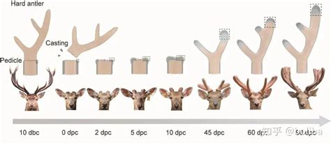 鹿角的生物學