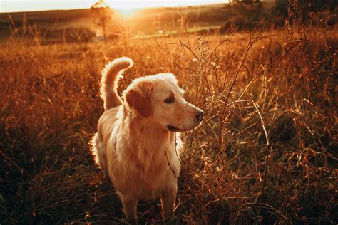 黃金獵犬的起源與歷史