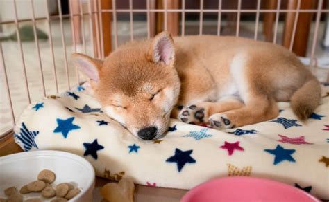 黄金子犬を迎える準備はできていますか？