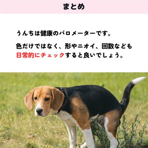 黒いうんちの犬：原因、治療、予防