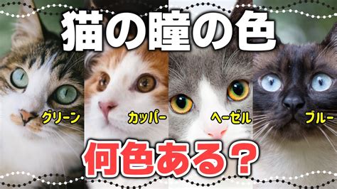 黒い顔が印象的な猫のすべて