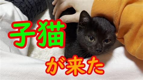 黒と白の猫：その魅力と飼い方