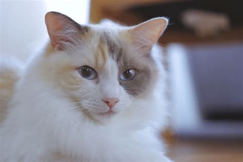 黒と白の猫：魅力と飼育のコツ